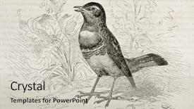  Presentation with old - Slides featuring science la - bluethroath old illustration luscinia svecica background and a  colored foreground