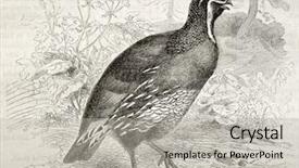  Presentation with quail - PPT theme consisting of science la - california quail old illustration callipepla background and a light gray colored foreground