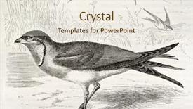  Presentation with old - Beautiful slides featuring science la - collared pratincole old illustration glareola backdrop and a  colored foreground