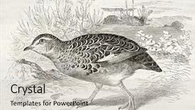  Presentation with paris - Slide deck featuring science la - common buttonquail old illustration turnix background and a soft green colored foreground