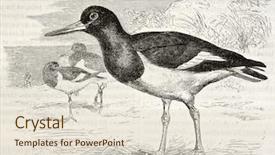  Presentation with old - Amazing PPT theme having science la - eurasian oystercatcher old illustration haematopus backdrop and a  colored foreground
