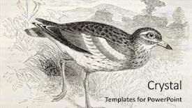  Presentation with stone - Theme enhanced with folding carton - corrugated cardboard goffer paper texture background and a coral colored foreground.