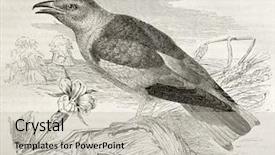  Presentation with old - Beautiful slides featuring science la - european roller old illustration coracias backdrop and a  colored foreground