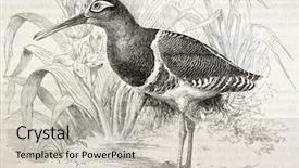  Presentation with old - PPT theme with science la - greater painted snipe old illustration background and a light gray colored foreground
