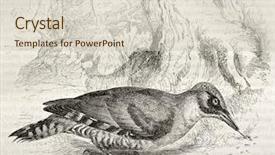  Presentation with green nature - Slide deck featuring science la - green woodpecker old illustration picus background and a  colored foreground