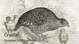  Presentation with grey - Slides featuring science la - grey partridge old illustration perdix background and a light gray colored foreground
