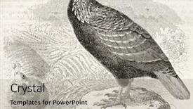  Presentation with old camera and film sound - Slide deck consisting of science la - himalayan monal old illustration lophophorus background and a  colored foreground