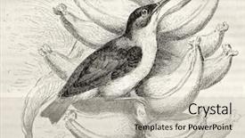  Presentation with paris - Colorful slides enhanced with science la - long-billed wren old illustration cantorchilus backdrop and a  colored foreground