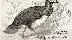  Presentation with old - PPT theme with science la - maleo old illustration macrocephalon maleo background and a  colored foreground