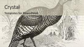  Presentation with turkey - Colorful presentation design enhanced with science la - ocellated turkey old illustration meleagris backdrop and a  colored foreground