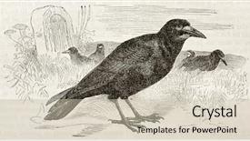  Presentation with rook - Cool new PPT theme with science la - old illustration of a rook backdrop and a soft green colored foreground