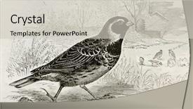  Presentation with paris - Amazing PPT theme having science la - old illustration of lapland longspur backdrop and a  colored foreground