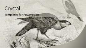  Presentation with fighter plane old airplane - PPT theme consisting of science la - old illustration of southern caracara background and a  colored foreground