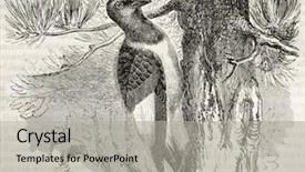  Presentation with old - PPT theme enhanced with science la - red-headed woodpecker old illustration melanerpes background and a light gray colored foreground