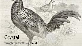  Presentation with old - Slides featuring science la - red junglefowl old illustration gallus background and a  colored foreground