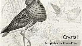  Presentation with old camera and film sound - PPT theme consisting of science la - ruff old illustration philomachus pugnax background and a lemonade colored foreground