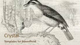  Presentation with paris - Colorful PPT theme enhanced with science la - rufous hornero old illustration furnarius backdrop and a  colored foreground