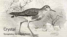  Presentation with old camera and film sound - Amazing PPT layouts having science la - sanderling old illustration calidris alba backdrop and a  colored foreground
