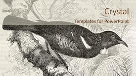  Presentation with old camera and film sound - PPT theme with science la - tui old illustration prosthemadera novaeseelandiae background and a soft green colored foreground