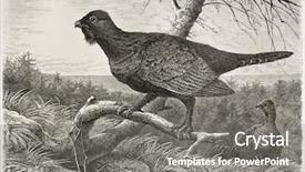  Presentation with western philosophy - Cool new presentation theme with science la - western capercaillie old illustration tetrao backdrop and a gray colored foreground