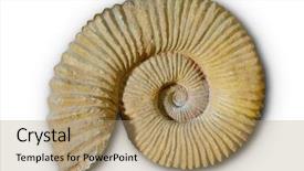  Presentation with ammonites - Cool new theme with science mollusk - ammonites fossil in valencian community backdrop and a coral colored foreground
