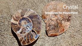  Presentation with ammonites - Slide set with science mollusk - ammonites fossil snail cut found background and a coral colored foreground