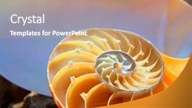  Presentation with shell - Theme consisting of science mollusk - colorful nautilus shell section background and a  colored foreground