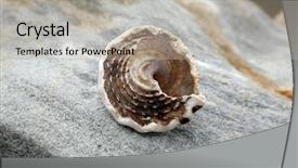  Presentation with laguna beach - Amazing presentation theme having science mollusk - empty snail shell sits backdrop and a mint green colored foreground