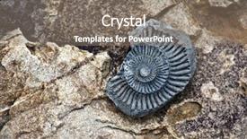  Presentation with mollusk - Colorful theme enhanced with science mollusk - fossil on red stone background backdrop and a gray colored foreground