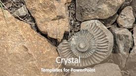  Presentation with mollusk - Colorful PPT theme enhanced with science mollusk - fossil on red stone background backdrop and a coral colored foreground