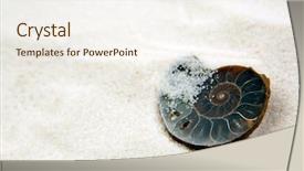  Presentation with shell gasoline - PPT theme featuring science mollusk - fossilized nautilus shell background and a sky blue colored foreground