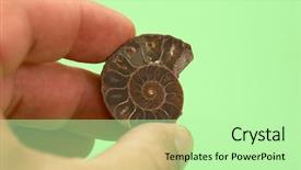  Presentation with shell - Presentation theme featuring science mollusk - fossilized nautilus shell background and a mint green colored foreground