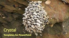  Presentation with laguna beach - Presentation theme with science mollusk - goose barnacle pollicipes polymerus background and a  colored foreground