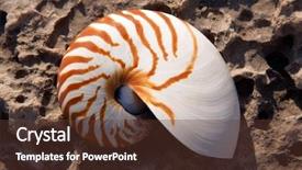  Presentation with mollusk - Presentation theme enhanced with science mollusk - nautilus on a rock background and a  colored foreground