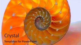  Presentation with shell - Cool new presentation theme with science mollusk - nautilus shell section as background backdrop and a  colored foreground