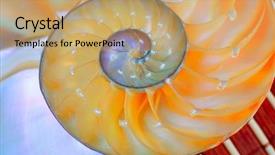  Presentation with shell - Beautiful PPT theme featuring science mollusk - nautilus shell section as background backdrop and a  colored foreground