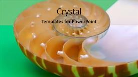  Presentation with mollusk - Presentation theme enhanced with science mollusk - nautilus shell section on green background and a  colored foreground