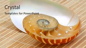  Presentation with mollusk - Audience pleasing slide deck consisting of science mollusk - nautilus shell section on wooden backdrop and a  colored foreground