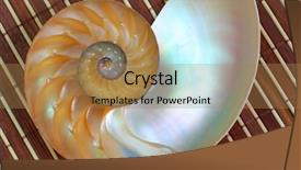  Presentation with shell gasoline - PPT theme featuring science mollusk - nautilus shell section on wooden background and a  colored foreground