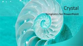  Presentation with mollusk - Cool new slide deck with science mollusk - nautilus shell section backdrop and a seafoam green colored foreground