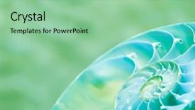  Presentation with mollusk - Slide set with science mollusk - nautilus shell section background and a mint green colored foreground