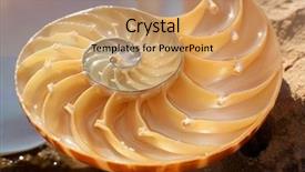  Presentation with mollusk - Amazing presentation design having science mollusk - nautilus shell section backdrop and a  colored foreground