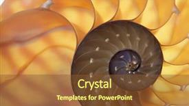  Presentation with outsourced based section - PPT theme with science mollusk - nautilus shell section background and a  colored foreground