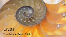  Presentation with mollusk - Colorful slides enhanced with science mollusk - nautilus shell section backdrop and a  colored foreground
