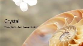  Presentation with c section - Audience pleasing PPT theme consisting of science mollusk - nautilus shell section backdrop and a  colored foreground