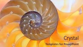  Presentation with outsourced based section - Cool new presentation with science mollusk - nautilus shell section backdrop and a gold colored foreground