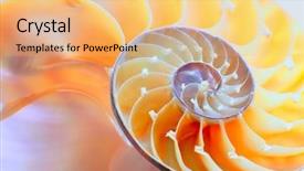  Presentation with shell - Beautiful slides featuring science mollusk - nautilus shell section backdrop and a  colored foreground