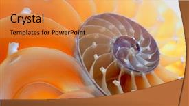  Presentation with mollusk - Theme with science mollusk - nautilus shell section background and a gold colored foreground