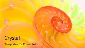  Presentation with shell - Slides having science mollusk - nautilus shell section background and a gold colored foreground