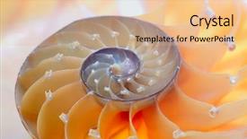  Presentation with shell - PPT layouts featuring science mollusk - nautilus shell section background and a  colored foreground